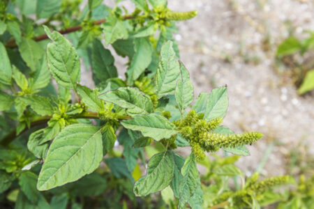 Edible Weeds You Can Forage From Your Yard Image